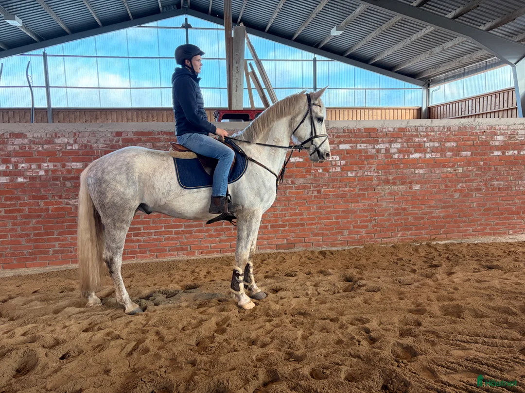 Allround hästar till salu: Perfekt häst för ridskola  - Annons 3