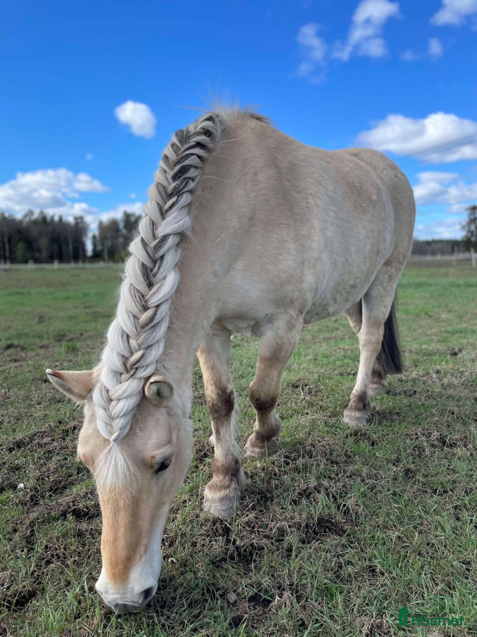  foderhäst Vill du utvecklas med din hästkompis?  - Annons 3