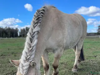 foderhäst Vill du utvecklas med din hästkompis? - Annons 3