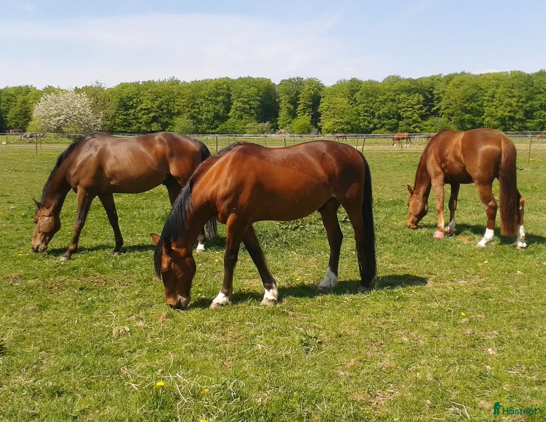 stallplats finnes: Stallplats i Eslöv i Eslöv - Annons 3