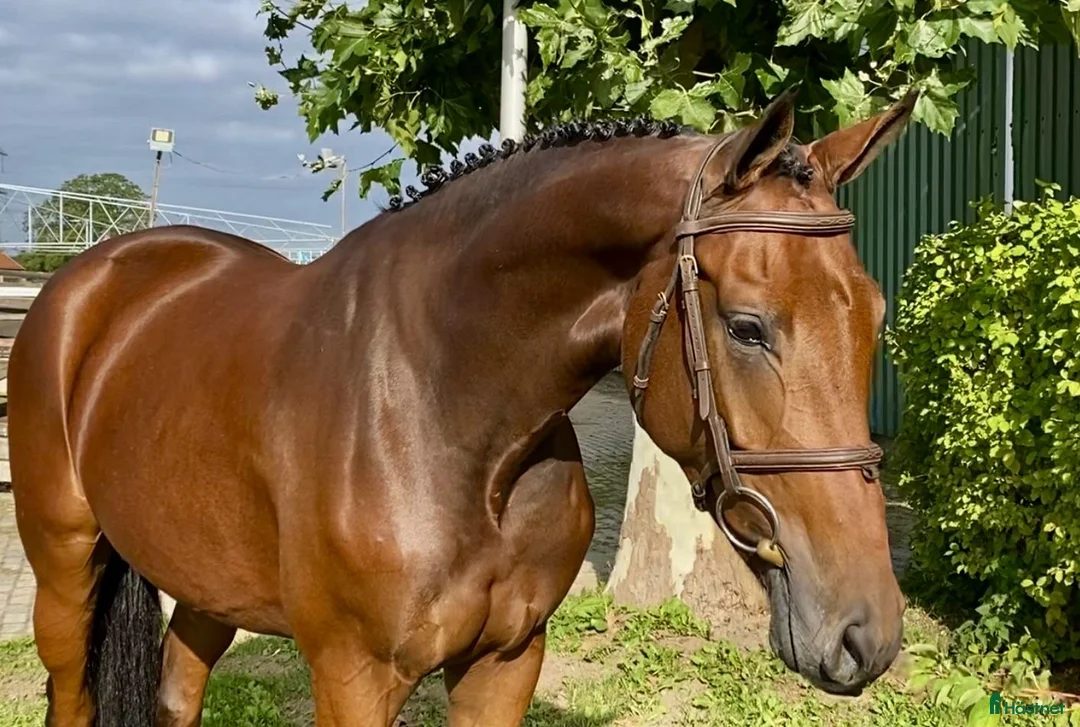 Hoppning hästar till salu: Unghest selges  i Lier - Annons 10