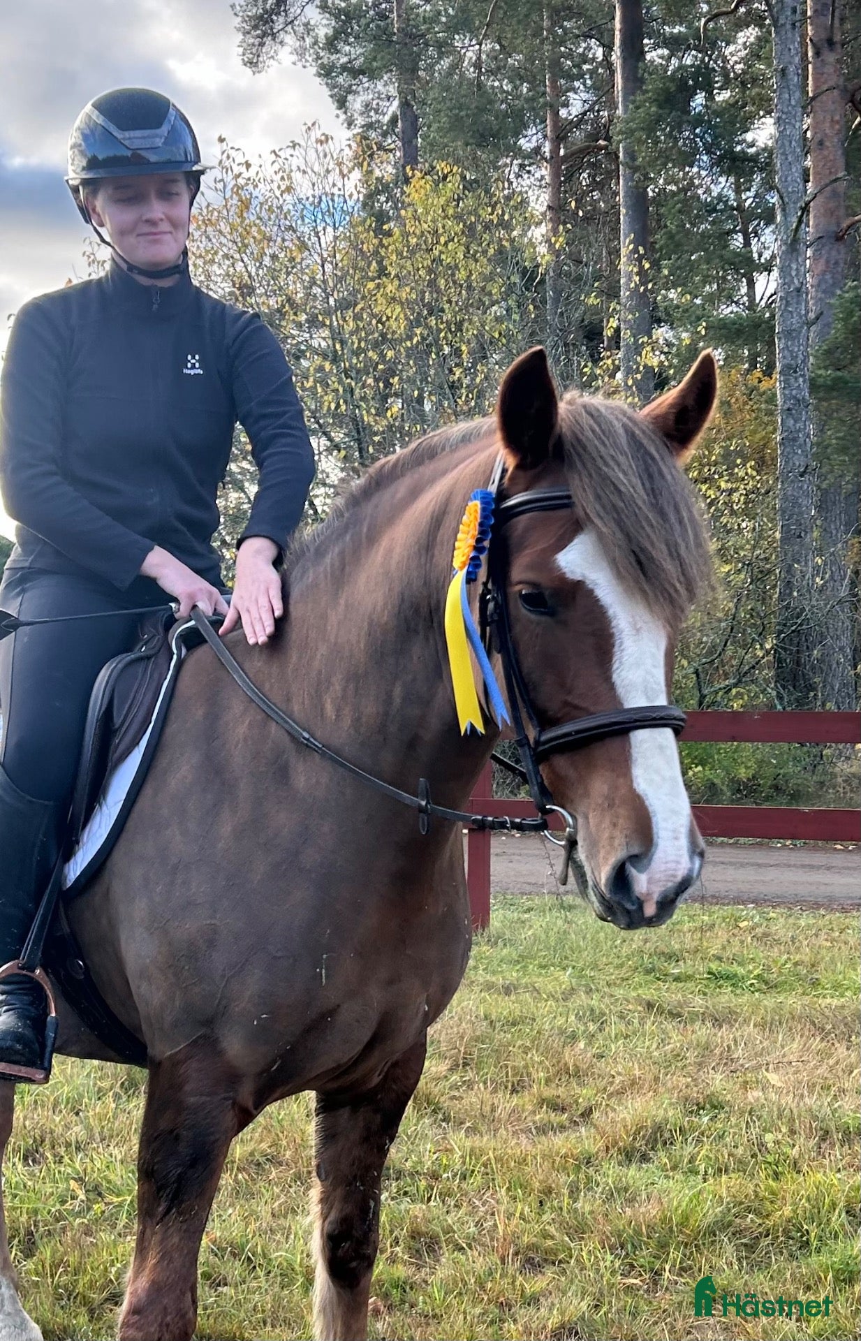  hästar till salu: Lovande ungponny - Annons 2