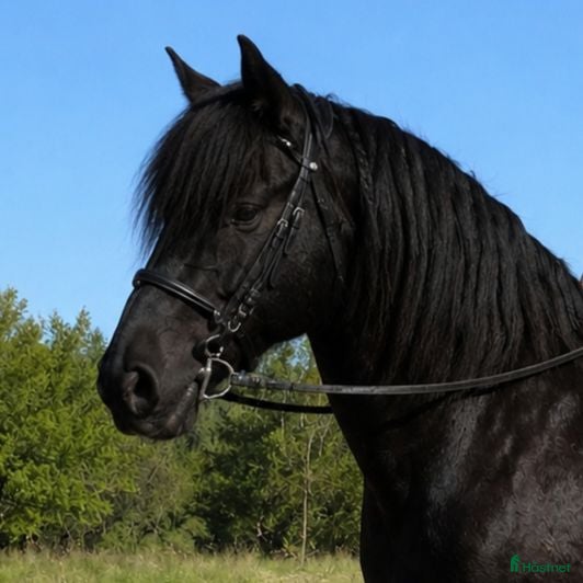  hästar Söker en svart tanthäst - Annons 19