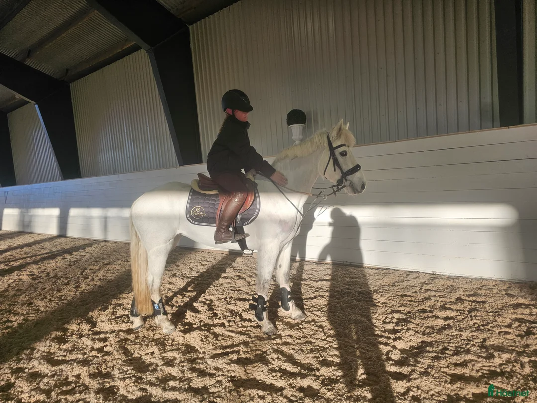 Hoppning hästar till salu: ENORM KAPACITET - HOPP PONNY! - Annons 4