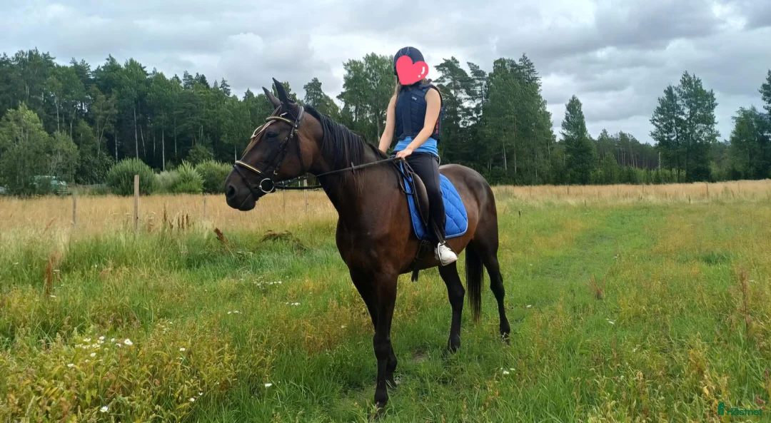 Övrigt hästar till salu: Världens bästa Ebba - Annons 2