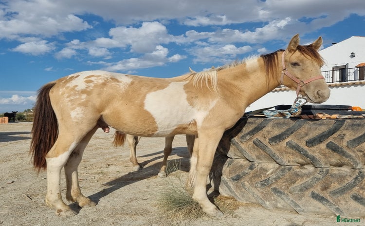  hästar Appaloosa - Pinto  i Slöinge - Annons 5
