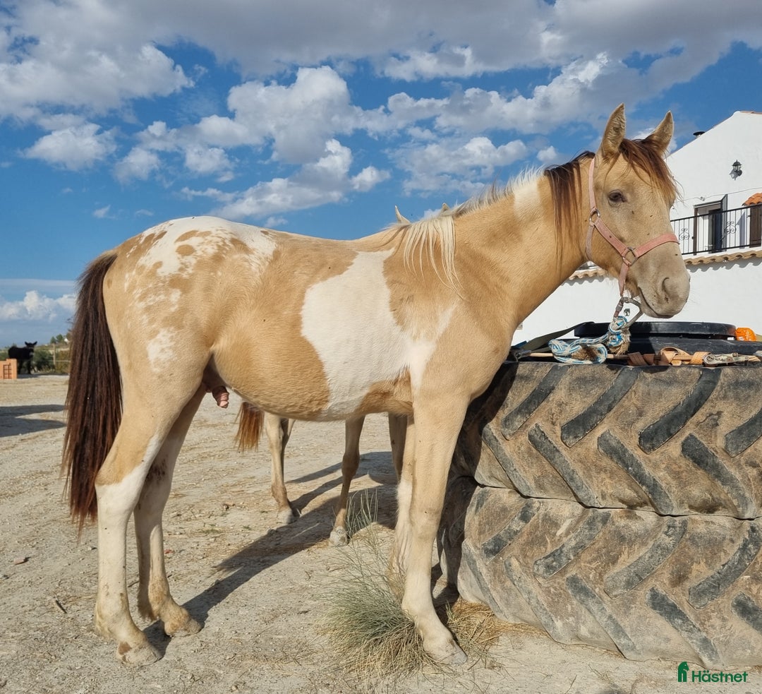 Allround hästar till salu: Appaloosa - Pinto  i Slöinge - Annons 1
