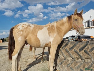 hästar Appaloosa - Pinto i Slöinge - Annons 4