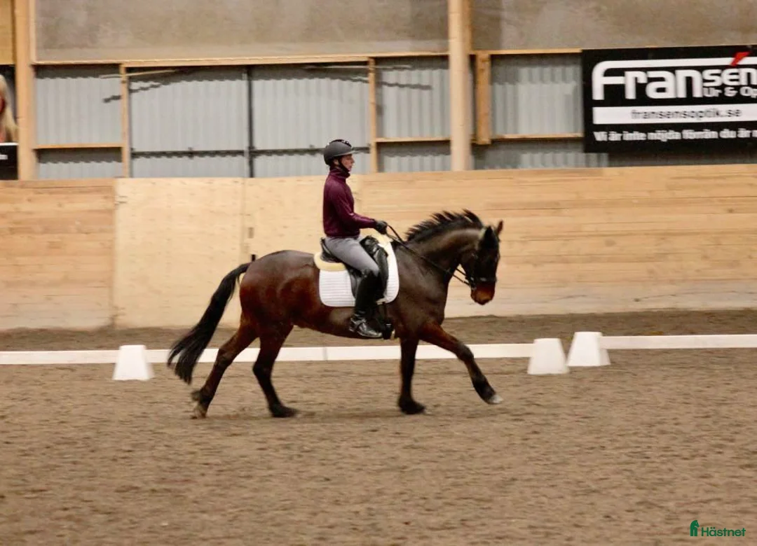 Allround hästar till salu: Genomsnäll och trevlig valack - Annons 5