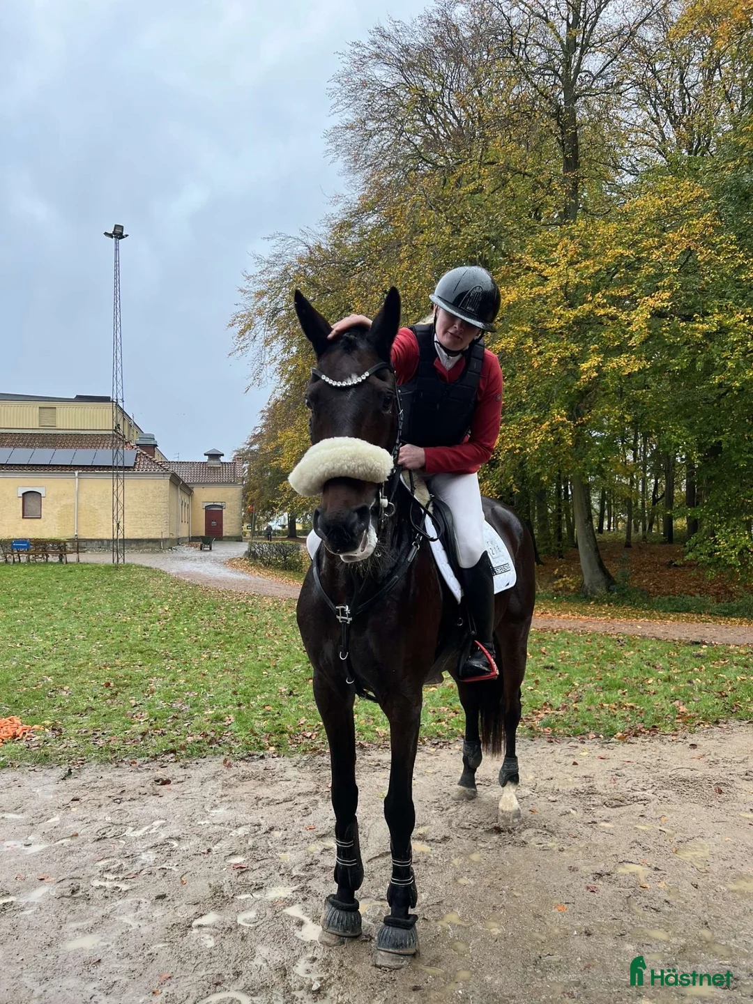 Allround hästar till salu: Gitana i Svedala - Annons 3