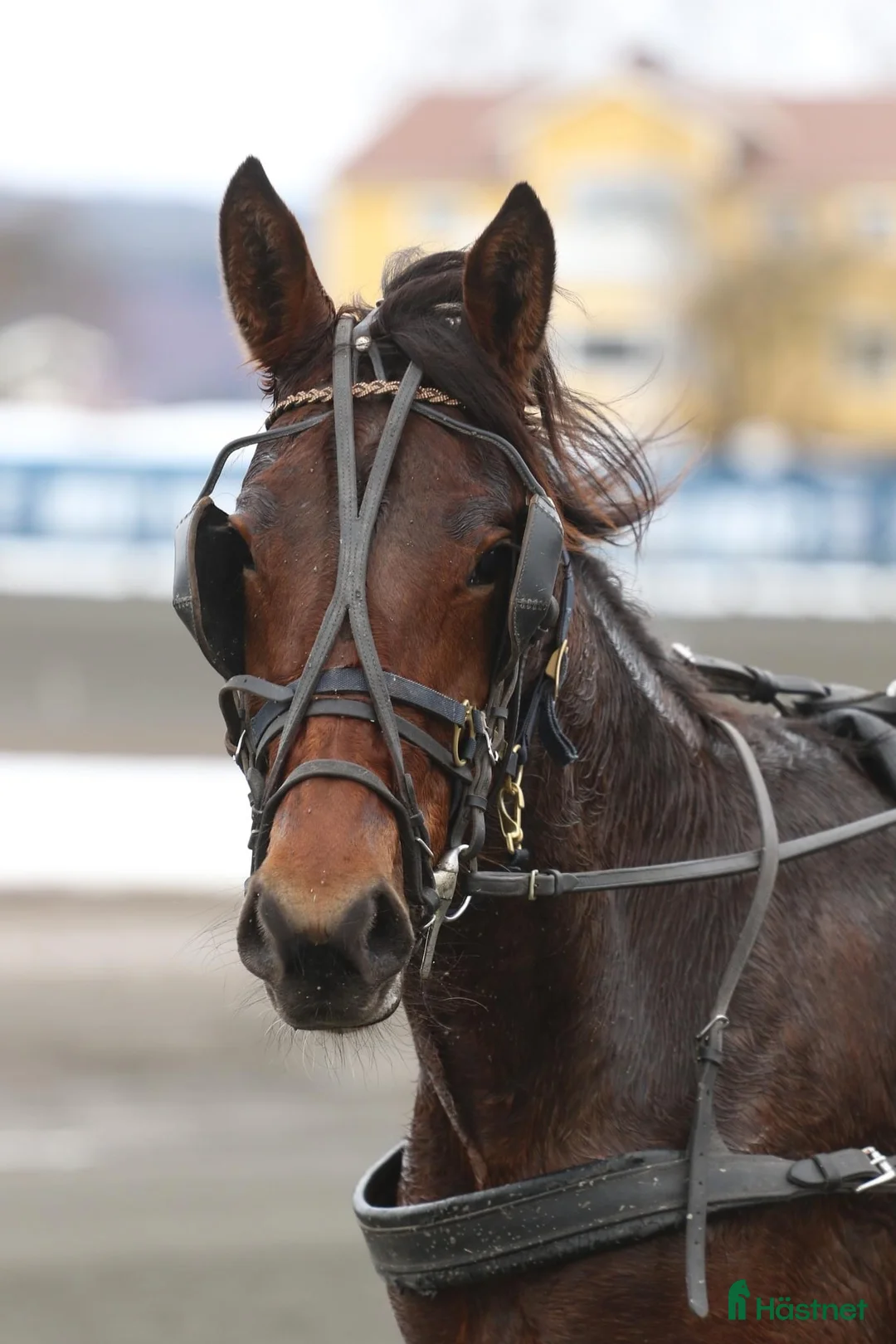 Trav hästar till salu: Travhäst - Annons 4