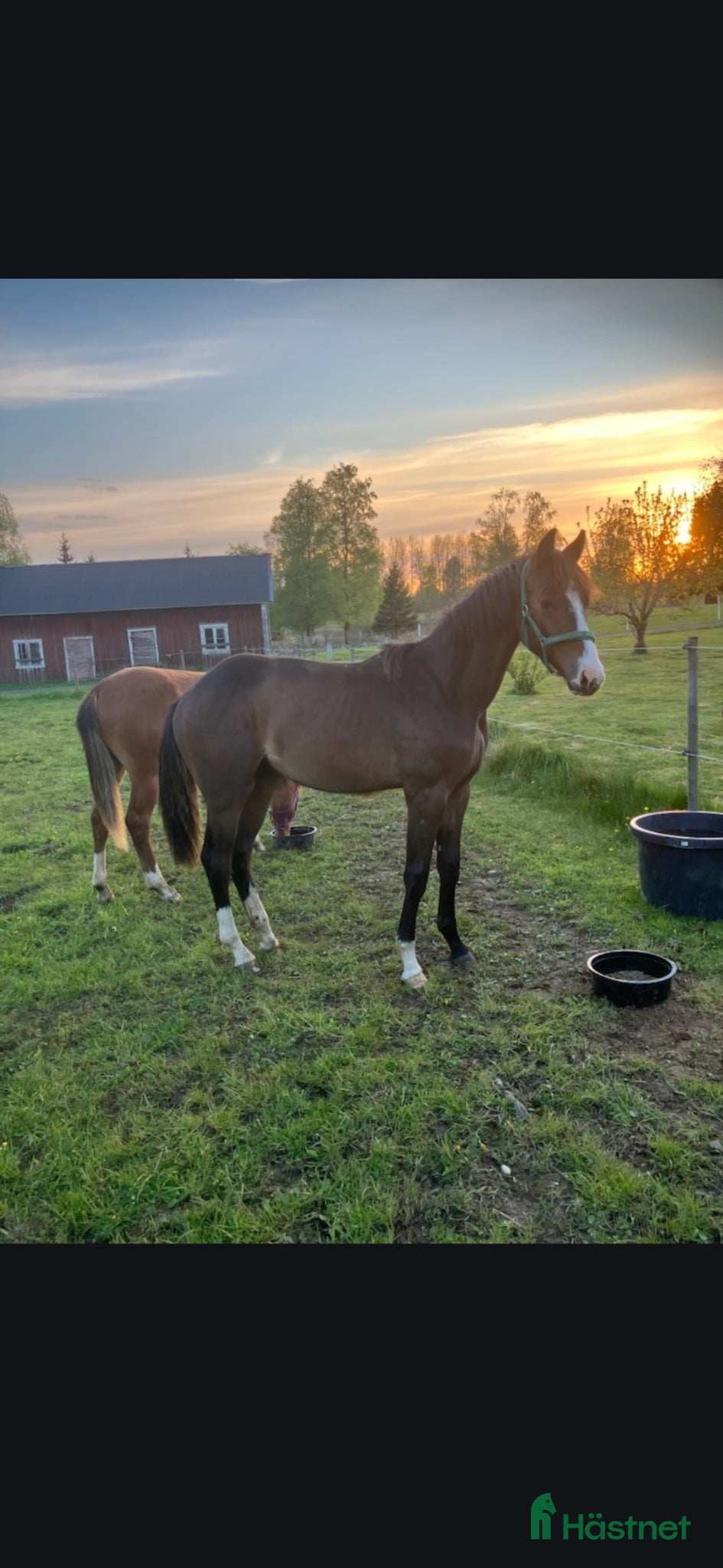  hästar 1 års hingst - Annons 1