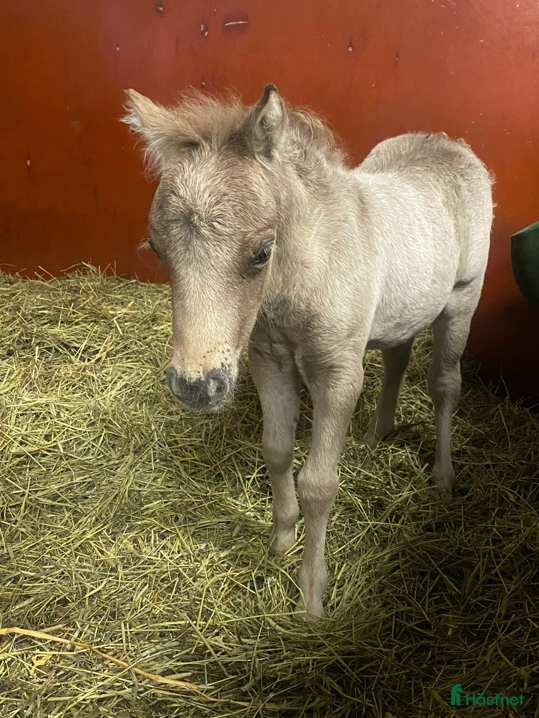 Övrigt hästar till salu: Två magiska AMHA 🦄 i Björklinge - Annons 9
