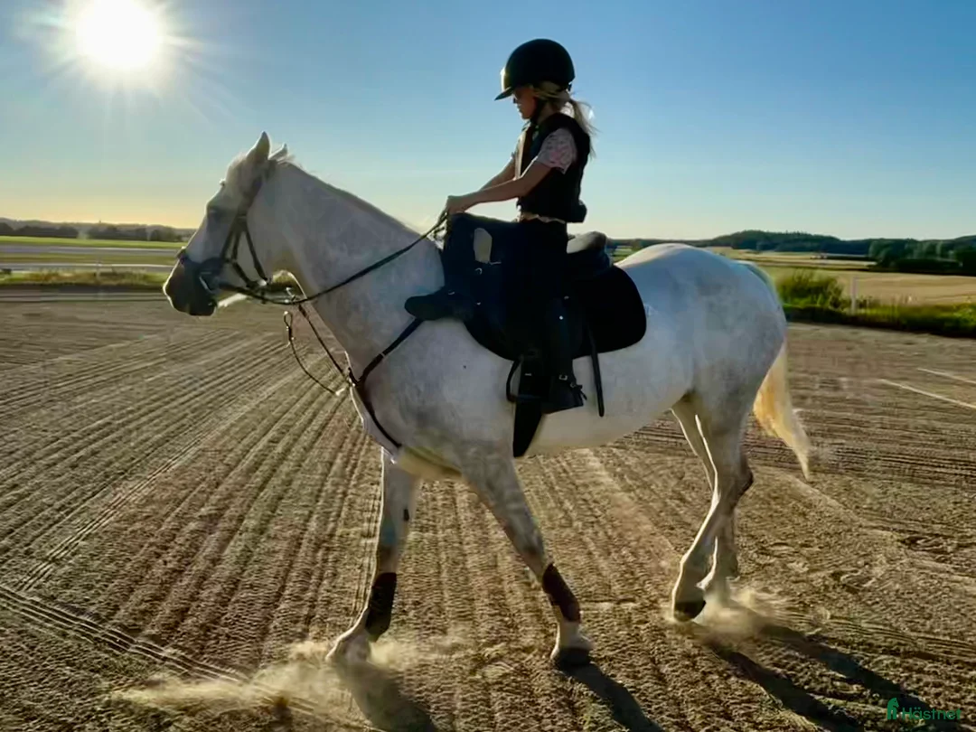 Hoppning hästar till salu: Snäll maxad D-ponny med kapacitet 🦄 - Annons 6