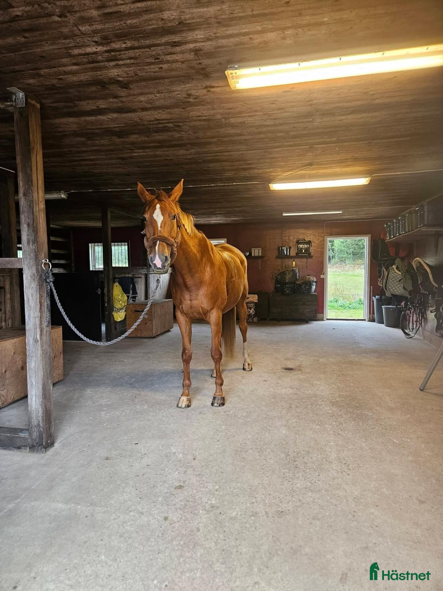  stallplats Stallplats - Annons 13