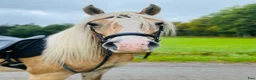 Allround hästar till salu: Trevlig haflinger valack - Annons 1