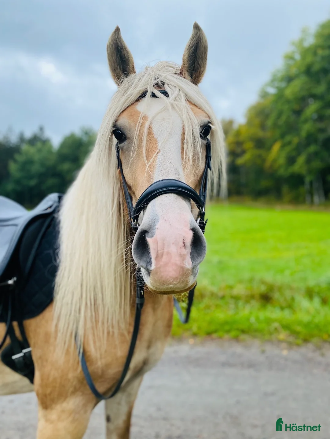 Allround hästar till salu: Trevlig haflinger valack - Annons 1