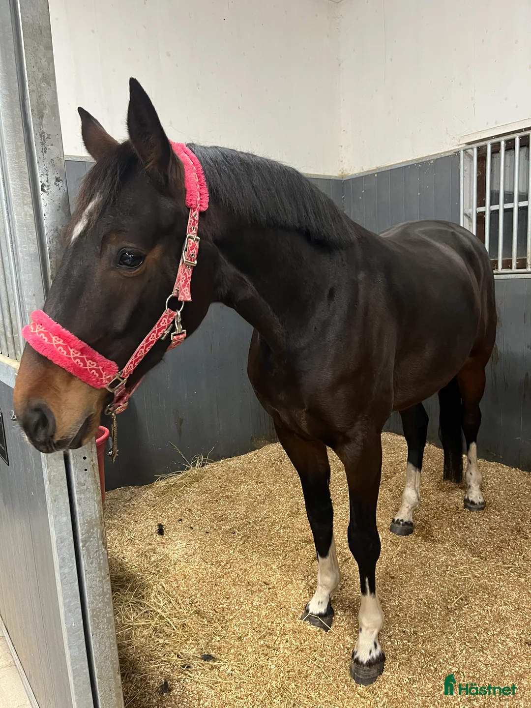 Dressyr hästar till salu: Vackert sto med framtiden för sig i Borensberg - Annons 1