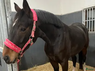 hästar Vackert sto med framtiden för sig i Borensberg - Annons 3