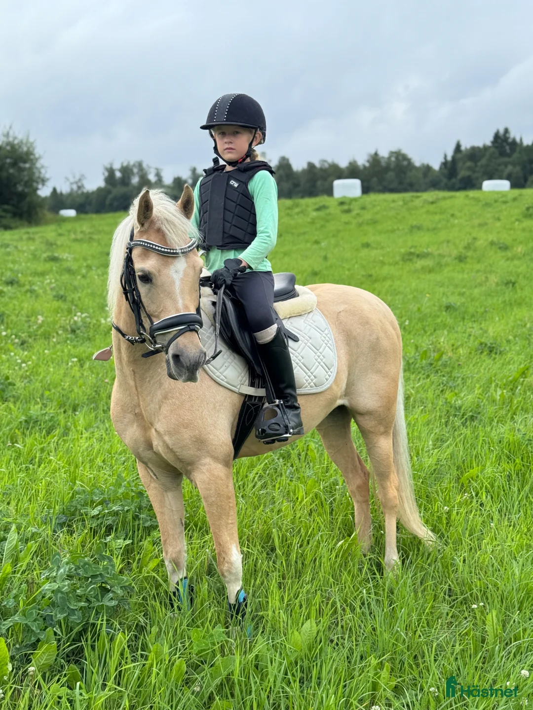Allround hästar till salu: B-ponny med utstrålning  - Annons 1