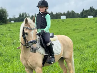 hästar B-ponny med utstrålning - Annons 1