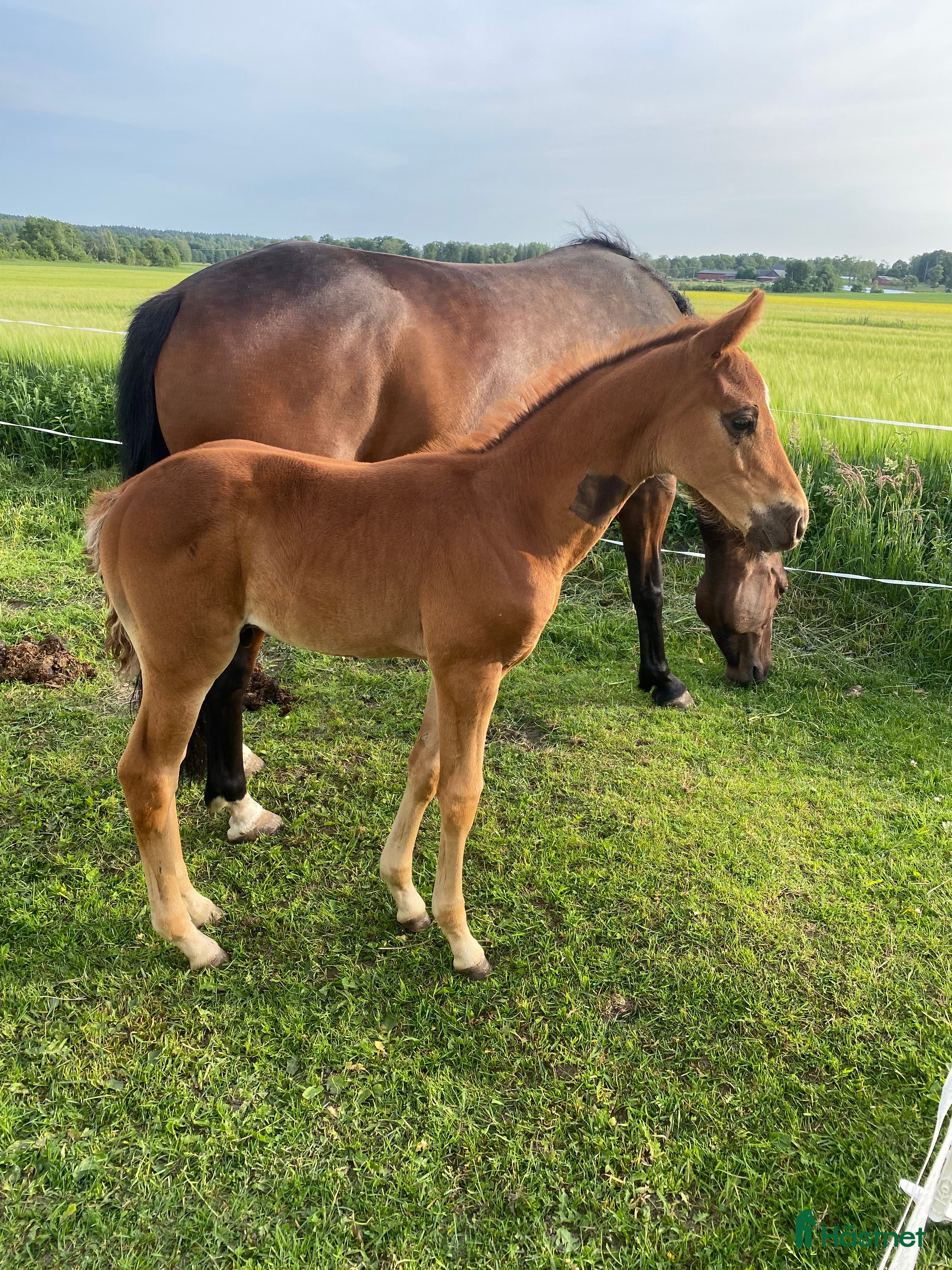  hästar En häst för framtiden  - Annons 3