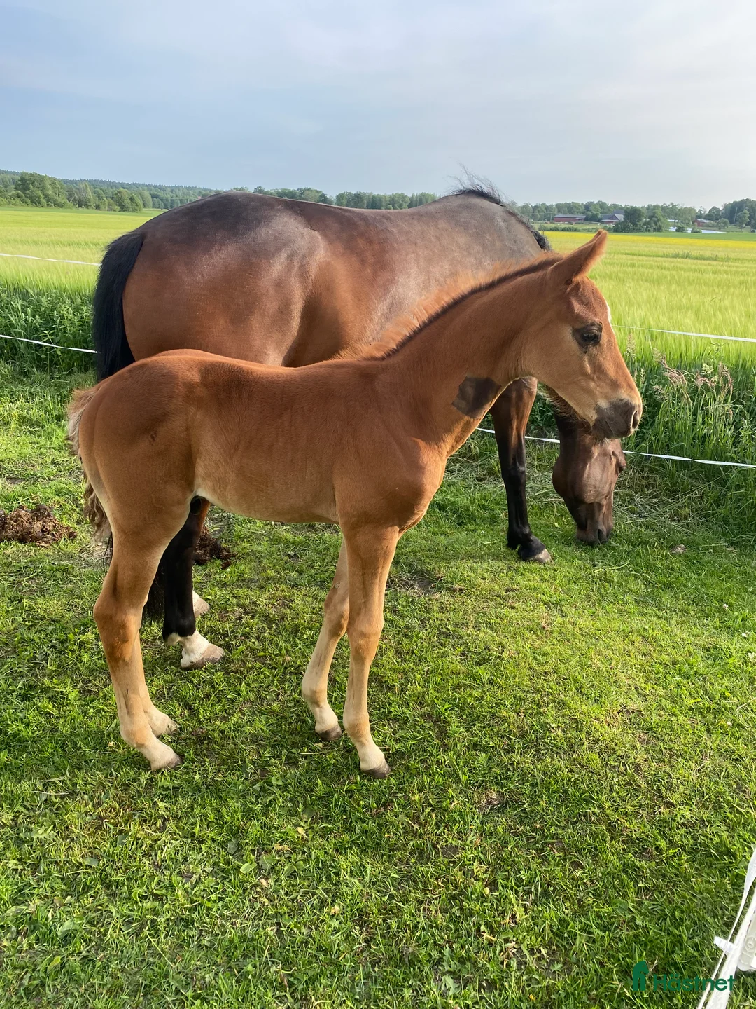 Allround hästar till salu: En häst för framtiden  - Annons 1