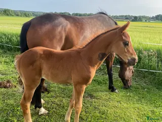 hästar En häst för framtiden - Annons 3