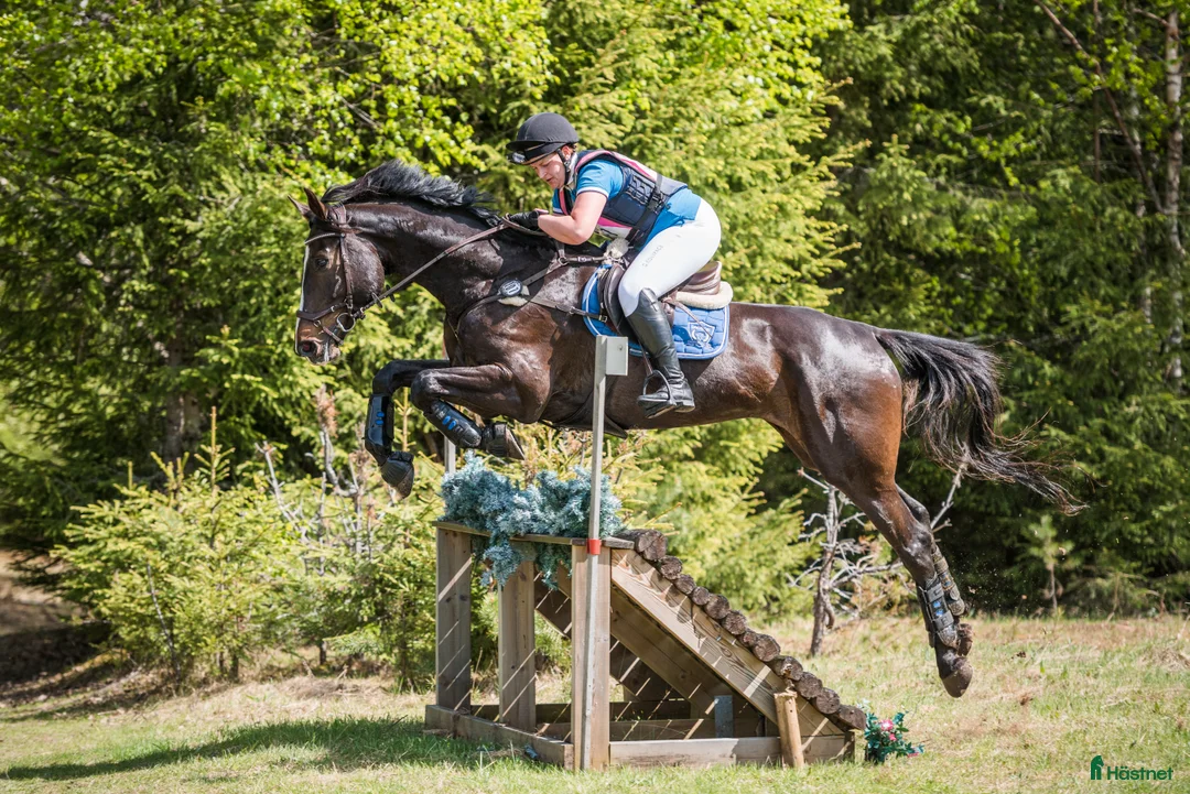 Hoppning hästar till salu: Fälttävlan/hopphest som elsker å jobbe i Råde - Annons 6