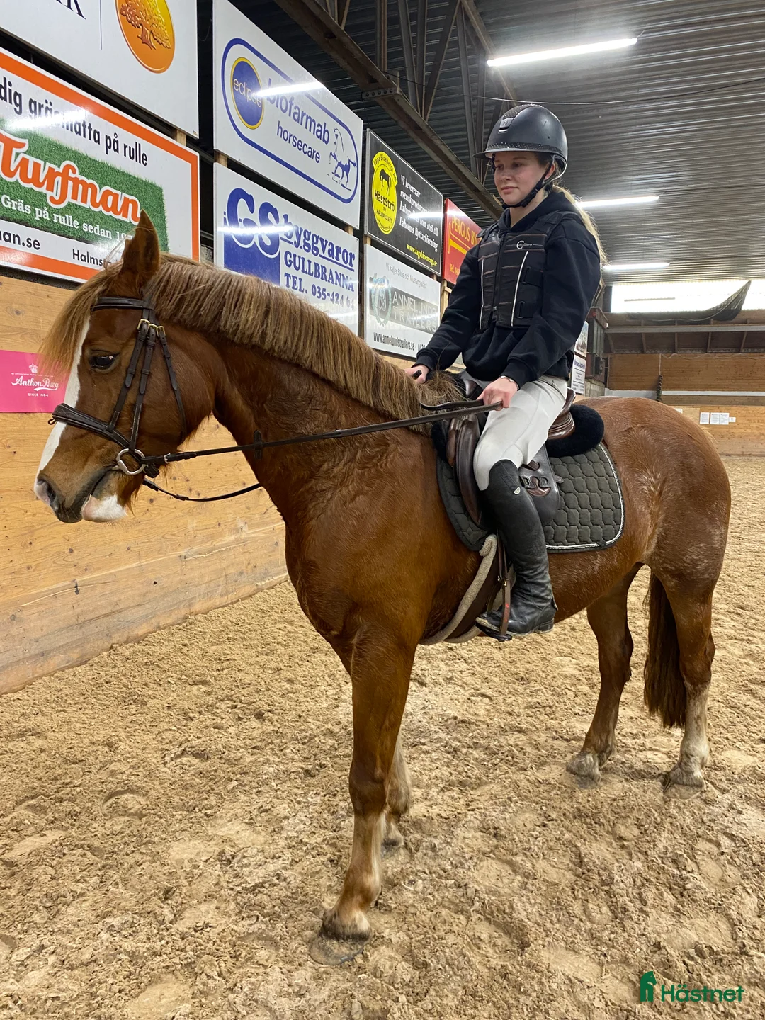 Allround hästar till salu: Trevlig ungponny - Annons 2
