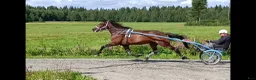 Allround hästar till salu: Varmblodssto till ridning eller avel i Skellefteå - Annons 3