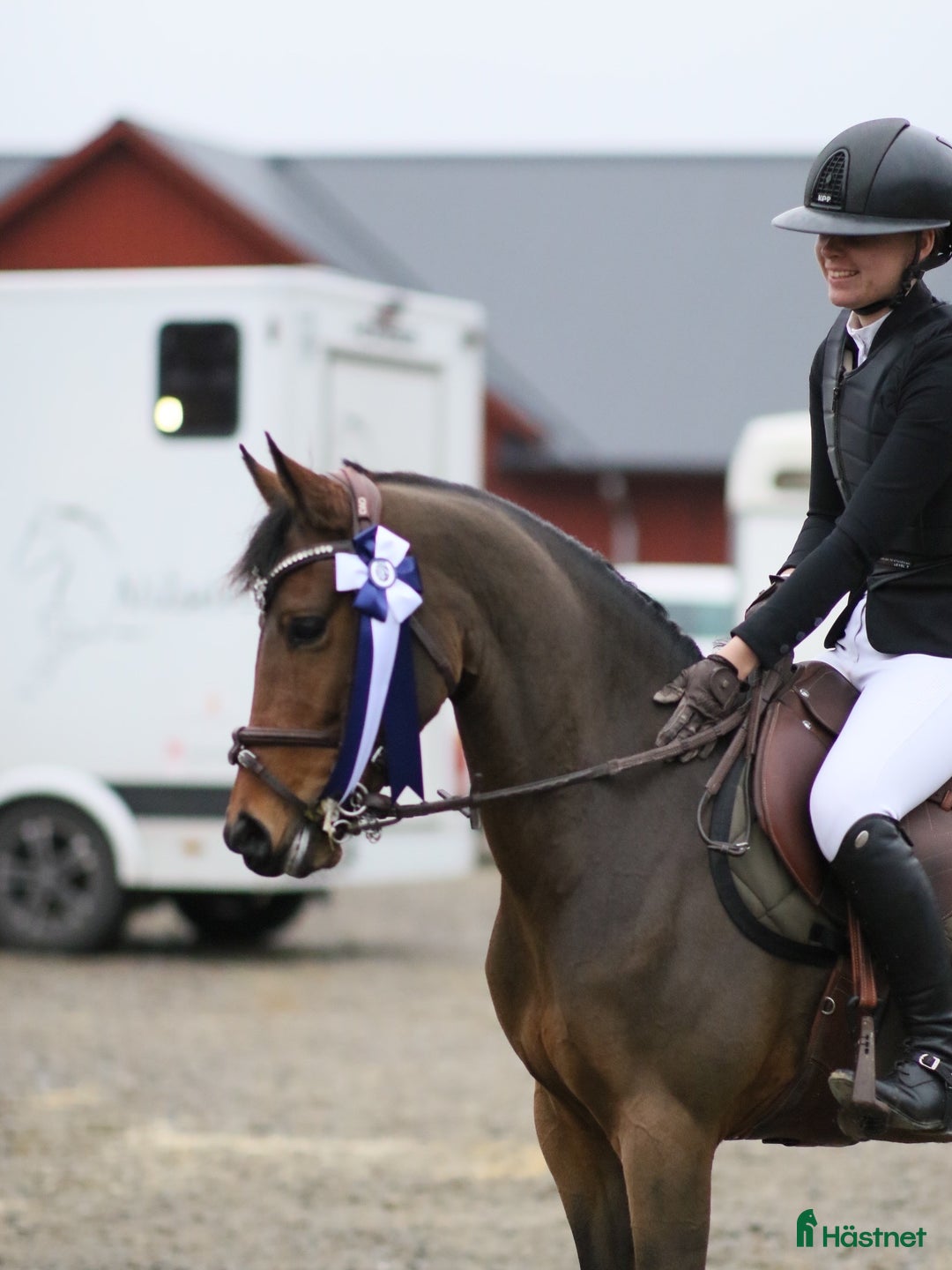 Allround hästar till salu: Kvalitets sto 8 år i Fjärås - Annons 3