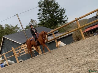 medryttarhäst sökes: Medryttarhäst sökes! - Annons 11