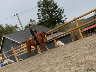 medryttarhäst sökes: Medryttarhäst sökes! i Jörlanda - Annons 9