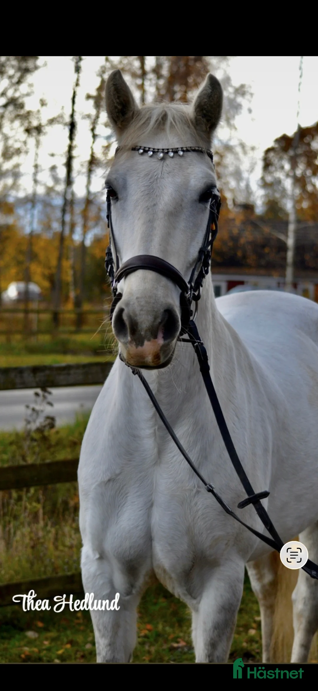 Allround hästar till salu: Utvecklingsbar ponny säljes - Annons 1