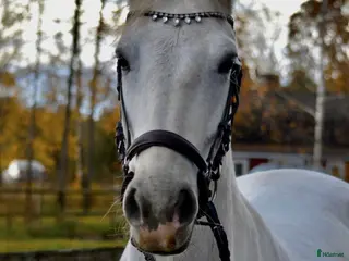 hästar Utvecklingsbar ponny säljes - Annons 3