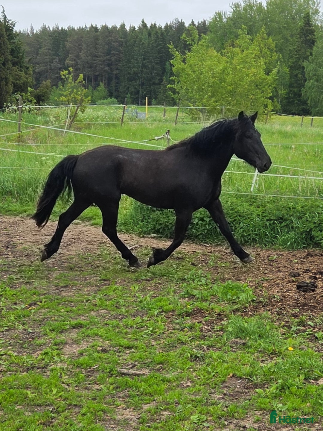Allround hästar till salu: Snäll valack som blir det man gör honom till. i Folkärna - Annons 2