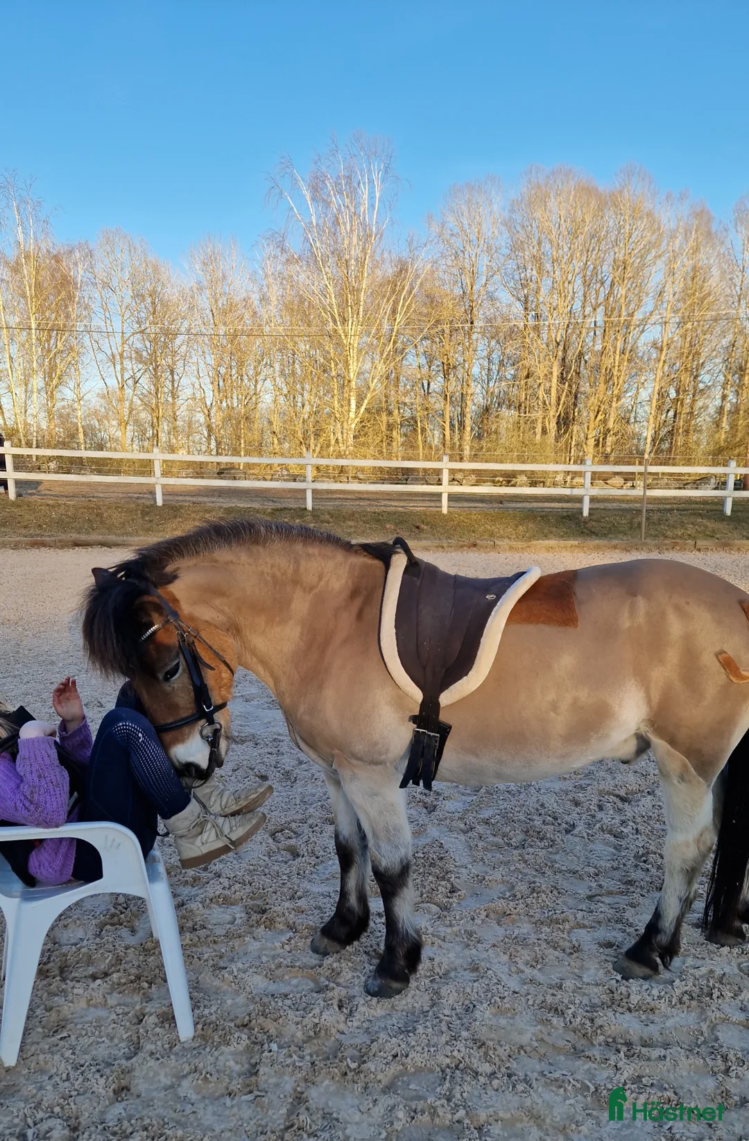 Allround hästar till salu: Snäll barnponny  - Annons 1