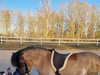 hästar Snäll barnponny - Annons 16