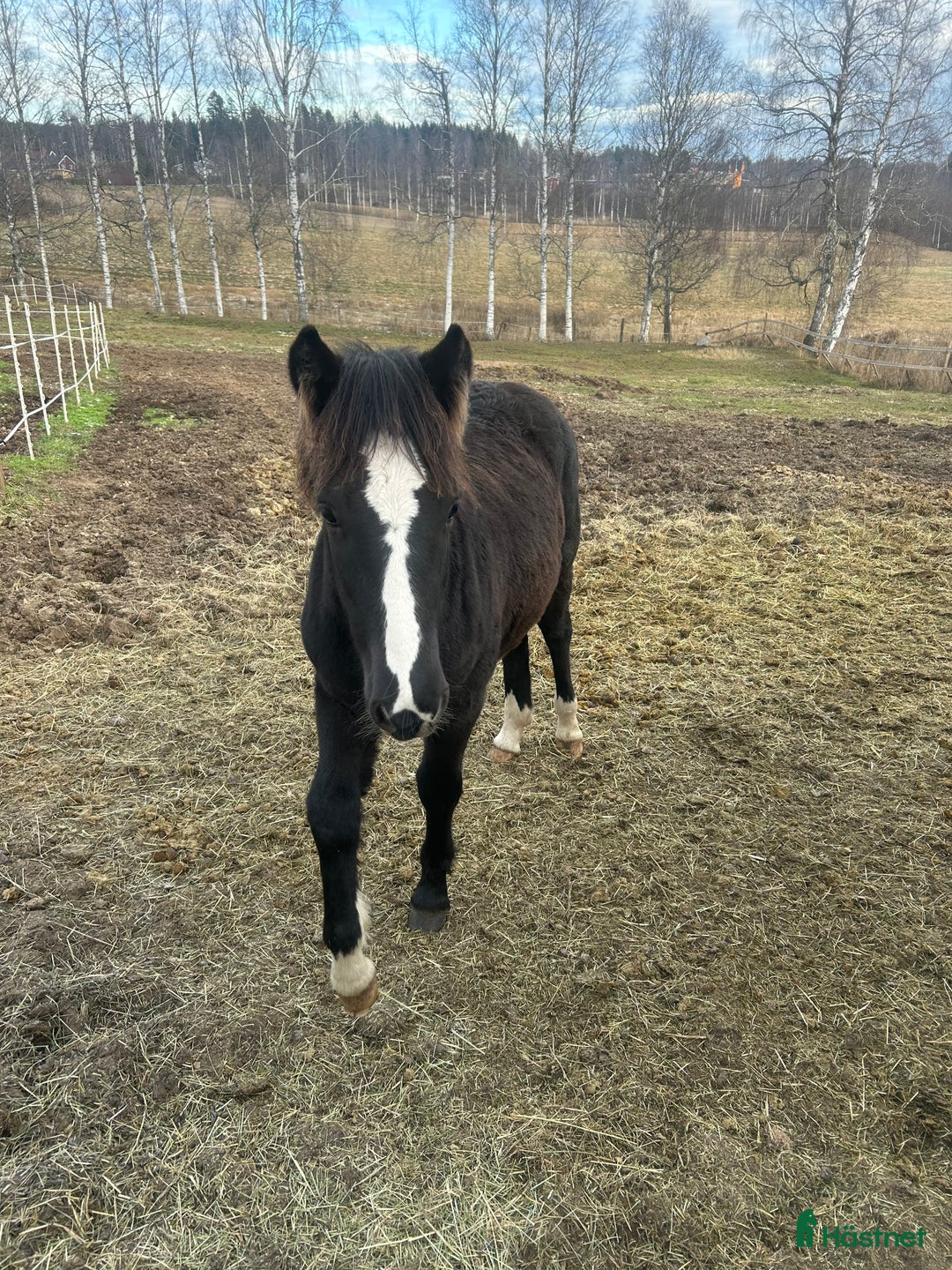 Trav hästar till salu: Kallblodföl till salu  i Borlänge - Annons 2