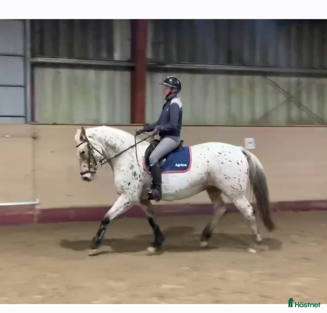 Allround hästar till salu: Knabstrupper sto  i Väckelsång - Annons 1