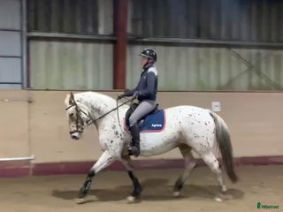 hästar Knabstrupper sto i Väckelsång - Annons 9