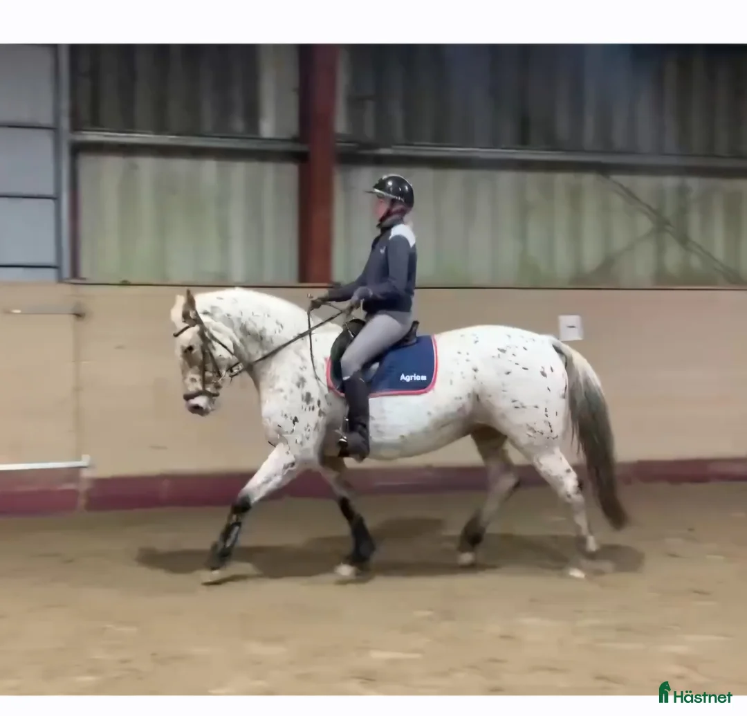 Allround hästar till salu: Knabstrupper sto  i Väckelsång - Annons 1