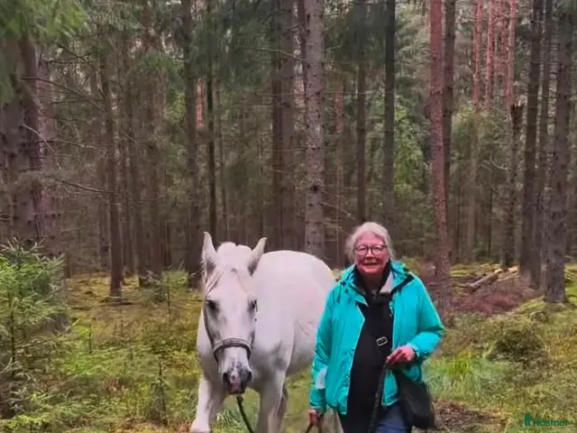 medryttarhäst finnes: Pajkos i Nol behöver ytterligare en människa! - Annons 2