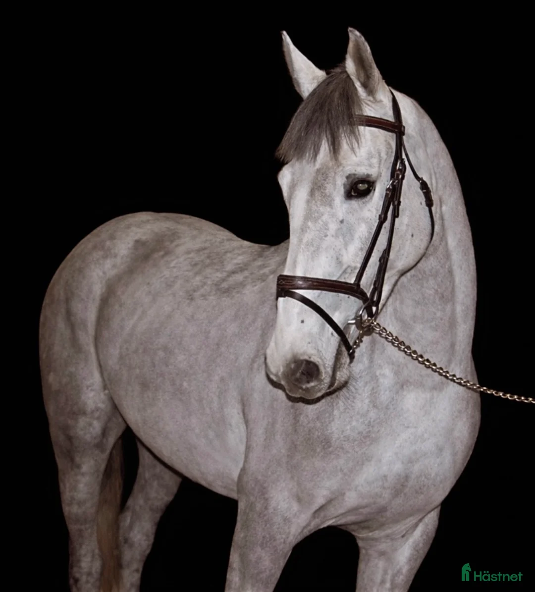 Hoppning hästar till salu: Fantastisk ponny!!💫💕 - Annons 1