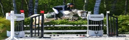 Hoppning hästar till salu: Jumping B pony for Grand Prix 1M - Annons 1