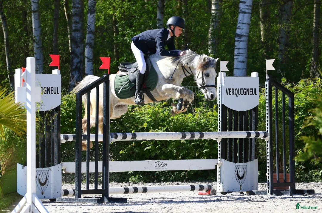 Hoppning hästar till salu: Jumping B pony for Grand Prix 1M - Annons 1