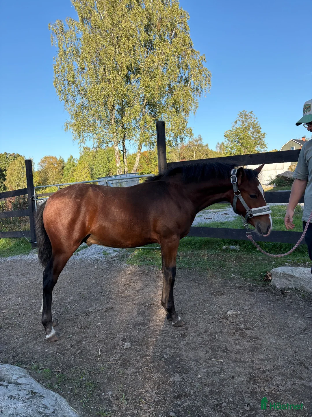 Allround hästar till salu: Jack vill hitta sin människa 🌟 - Annons 2