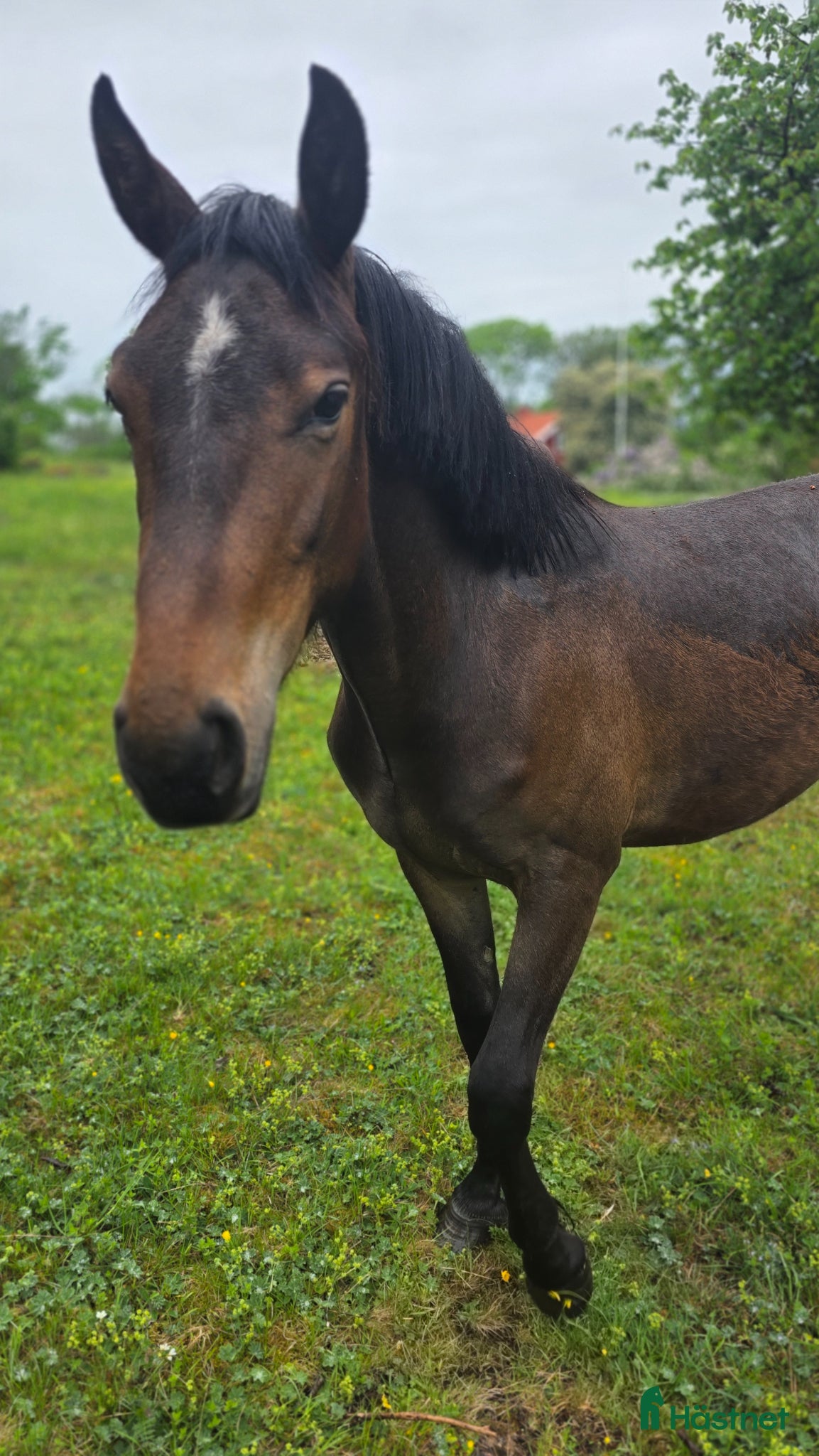  hästar Önska byta mot hobby häst alt säljes - Annons 2