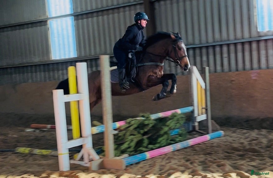 Allround hästar till salu: 6yo Allrounder mare 15,2hh i Ljungby - Annons 1